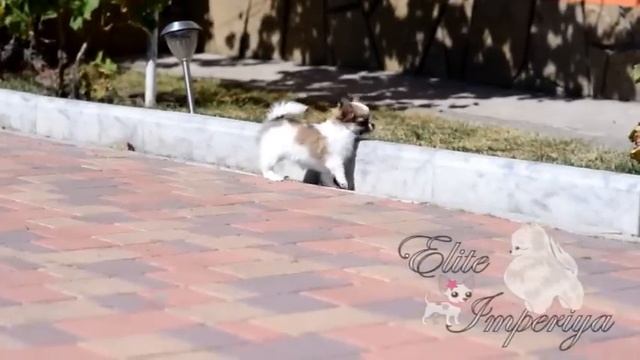 Мини девочка чихуахуа. Small girl chihuahua! смотреть онлайн