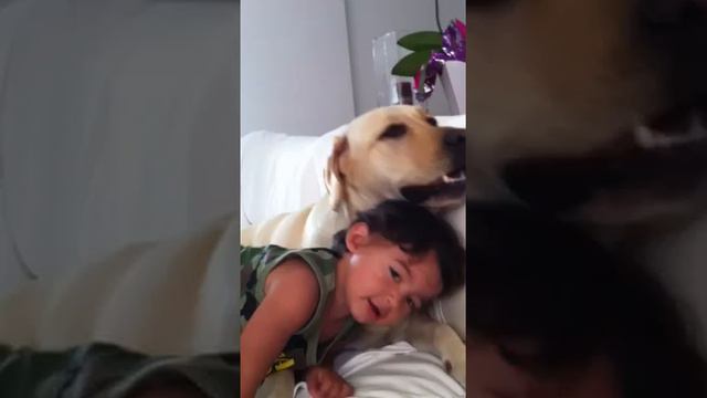 Cachorro Labrador смотреть онлайн