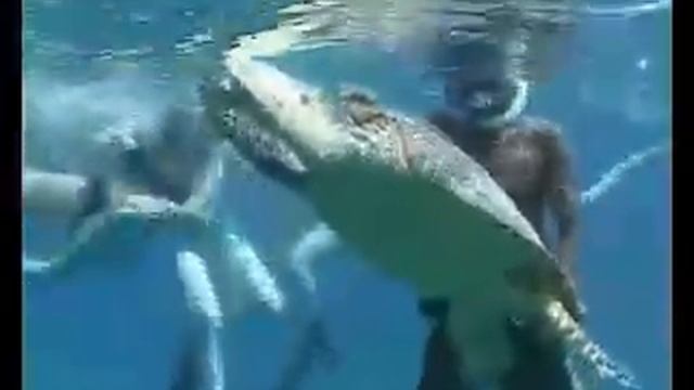 Свадебные танцы дельфинов смотреть онлайн