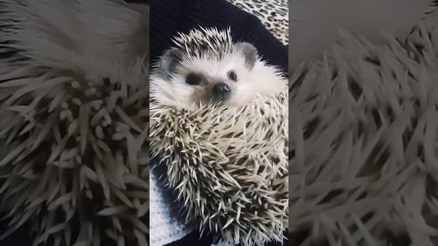 Декоративный африканский еж Татошка смотреть онлайн