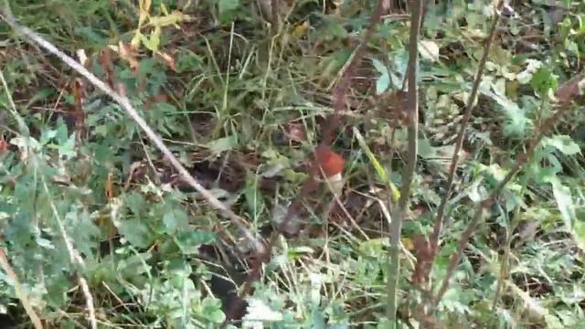 Грибной десант. Тихая охота. Грибы на Вятке... смотреть онлайн