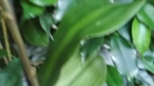 Жёлтая бабочка ?показала мне огромный КУКИШ???(13.07.2021) смотреть онлайн