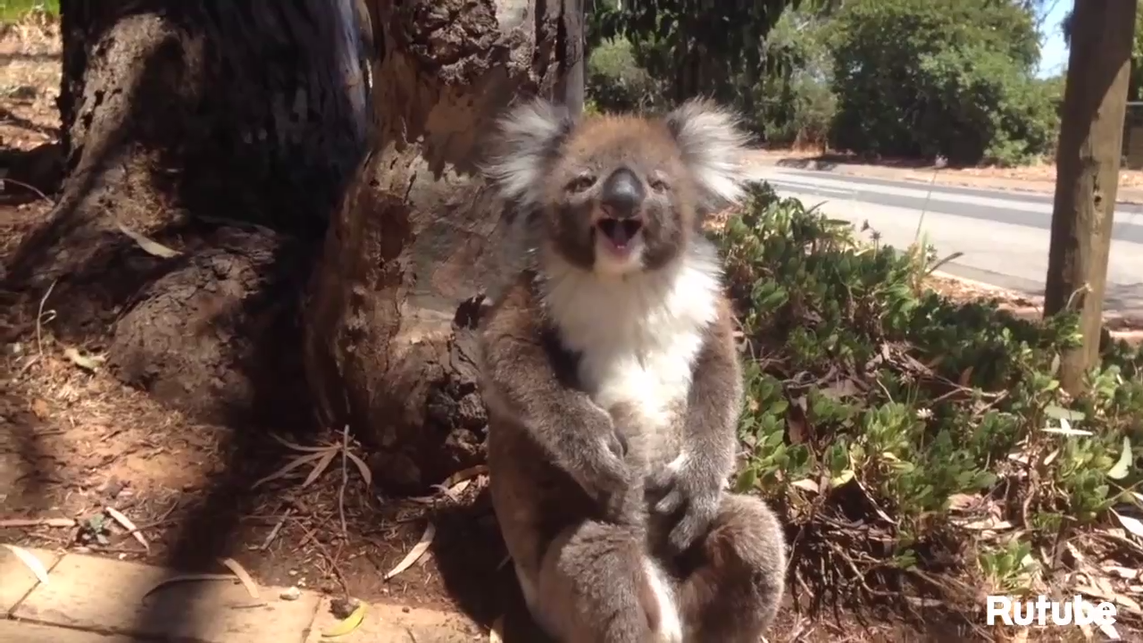 Топ-10 приколов в Австралии смотреть онлайн