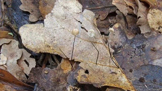 Marasmius wettsteinii смотреть онлайн