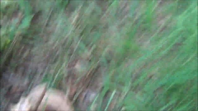 Грибы-2020. Нашел большую поляну грибов.Конец первого слоя. смотреть онлайн