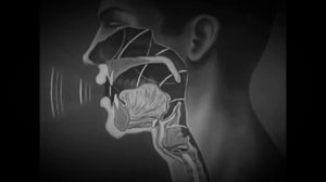 Анатомия вокала. Голосообразование. Фонация.