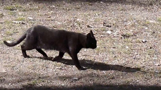 Голубь хочет спариться с голубкой (наблюдение за птицами). смотреть онлайн