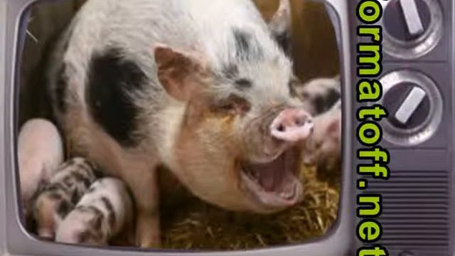 Гений Тягнибык и нобелевская премия смотреть онлайн