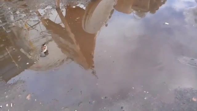 Птичья радость. Автор Валентина Григорьева.Муз и исп Владимир Канунов. Видеоряд Николай Решетников. смотреть онлайн