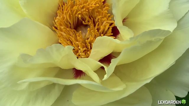 Peony Song смотреть онлайн