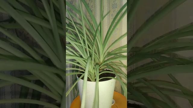 Хлорофитум - блекнут листики и складываються. Что делать? смотреть онлайн