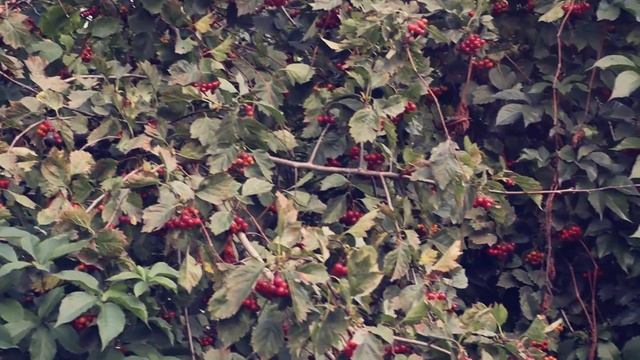 Canon SL3/250D. Soviet Lens MIR-1 2,8/37. Cinematic Video Test.