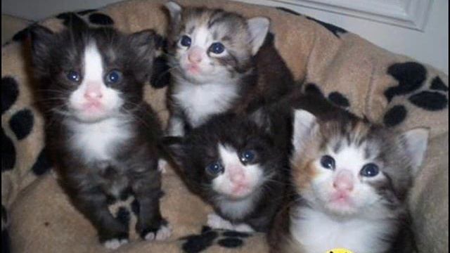 Norwegian Forest Kitten 2 смотреть онлайн