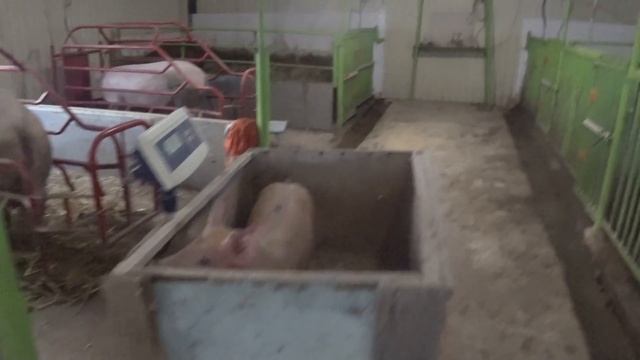 Вес трехмесячных поросят ,и двухмесячные.Кто угадал вес. смотреть онлайн