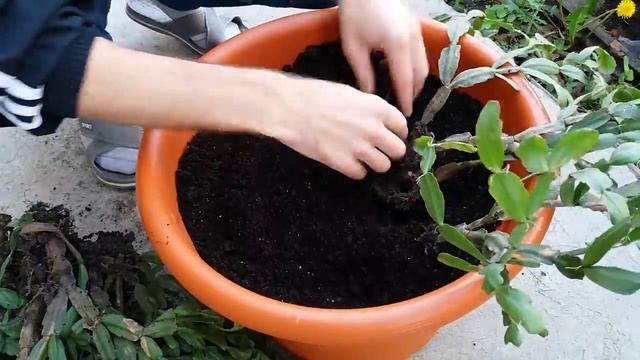 Пересадка шлюмбергеры (декабрист) смотреть онлайн