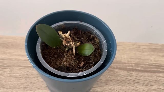 Sadece birkaç damla dök! Aniden %500 daha fazla yavru orkide büyüdü. смотреть онлайн