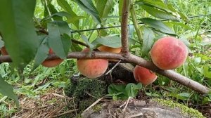 Персик Харроу даймонд