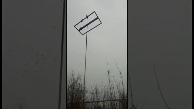 АЗИАТСКИЕ ИГРОВЫЕ БОЙНЫЕ ГОЛУБИ,Казахстан г Талдыкорган от Эльдара #tauben #pigeons смотреть онлайн