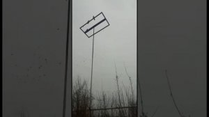 АЗИАТСКИЕ ИГРОВЫЕ  БОЙНЫЕ ГОЛУБИ,Казахстан г  Талдыкорган от Эльдара #tauben #pigeons