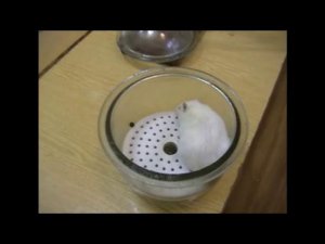 Моделирование лихорадки и гипертермии