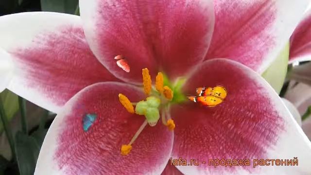 Лилия лонгифлорум Цирано (lilium longiflorum cyrano) ? обзор: как сажать, луковицы лилии Цирано смотреть онлайн