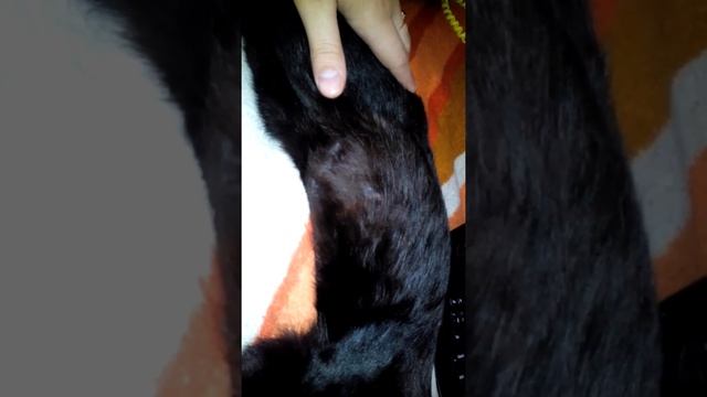 Шевеление котят у кошки смотреть онлайн