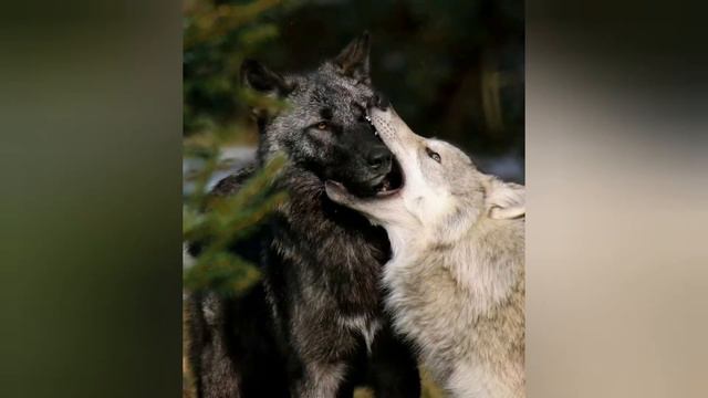 краткая жизнь волка смотреть онлайн