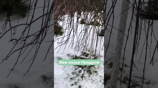 Ива козья Пендула, вид зимой в январе смотреть онлайн