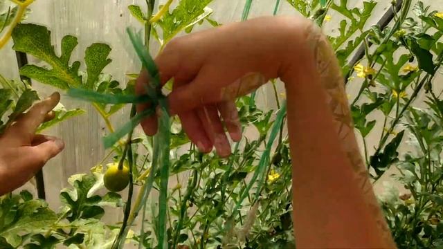 Как я подвязываю арбузы в теплице. смотреть онлайн