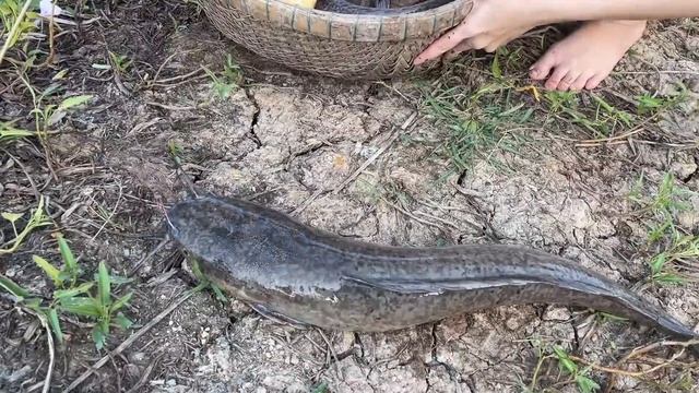 FISH TRAP WITH MANTIS SHRIMP!