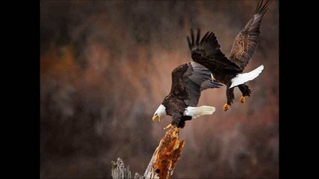 Battle Hymn Eagles смотреть онлайн