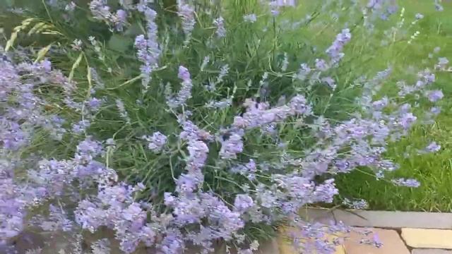 Время лаванды. lavender time смотреть онлайн