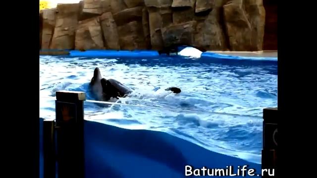 Дельфинарий в Батуми Батумский дельфинарий Batumi Dolphinarium смотреть онлайн