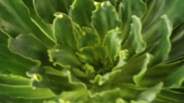 Lewisia смотреть онлайн