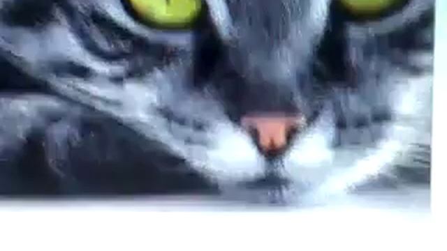 Как скачать обои на робочий стол смотреть онлайн