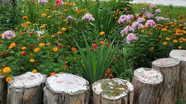 ЦВЕТЫ НА КЛУМБЕ.НЕОБЫКНОВЕННЫЕ ФЛОКСЫ!!!! смотреть онлайн