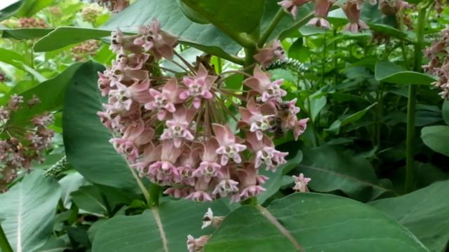 Ваточник сирийский - сильный медонос (600 кг с 1 га), июль 2021 года. смотреть онлайн