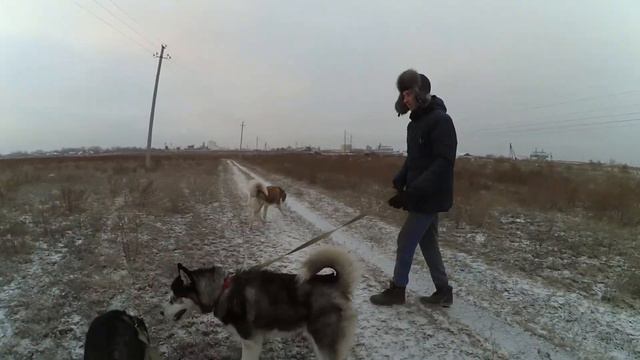 Новый друг? Мы сумасшедшие/Жизнь с Хаски смотреть онлайн