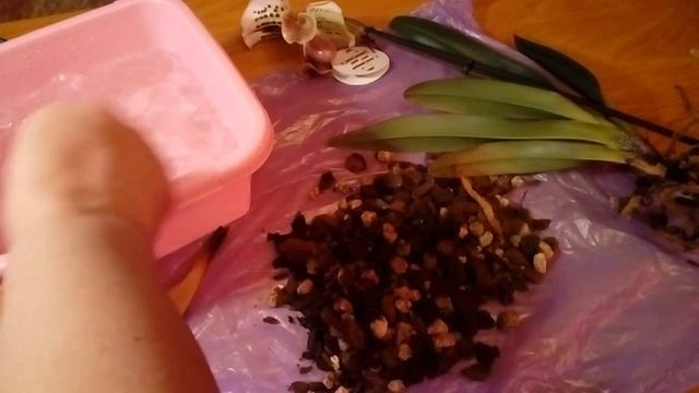 Орхидея Пафиопедилум. Уход в домашних условиях. смотреть онлайн