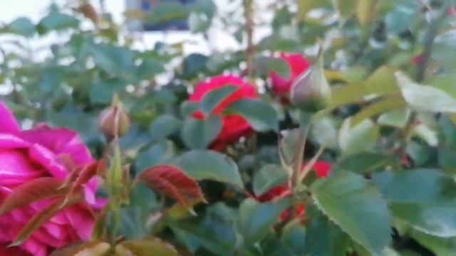 Rose Soul Tantau смотреть онлайн