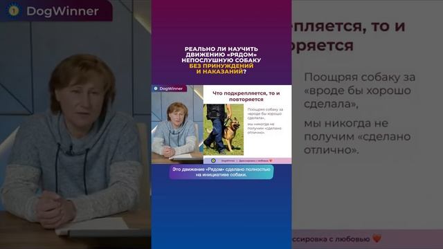 Реально ли научить движению рядом непослушную собаку без принуждений и наказаний? смотреть онлайн