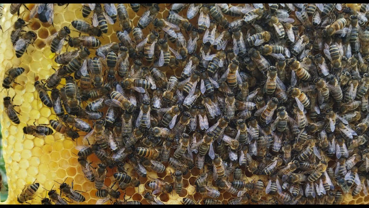 Apis Melifera и шершень. Размышления на тему.