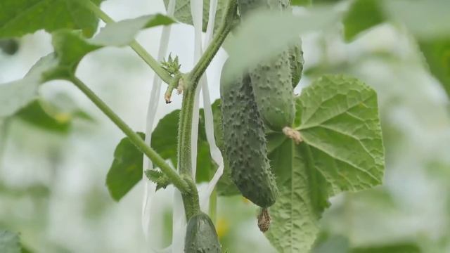 За что ценится огурец Кураж смотреть онлайн