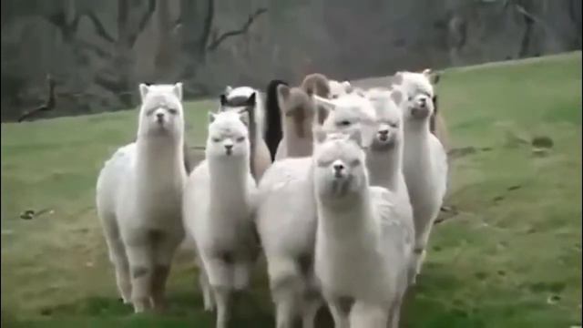 Прикольные Животные видео, Смешные животные, лучшие приколы, смешные забавные видео, веселые момент смотреть онлайн