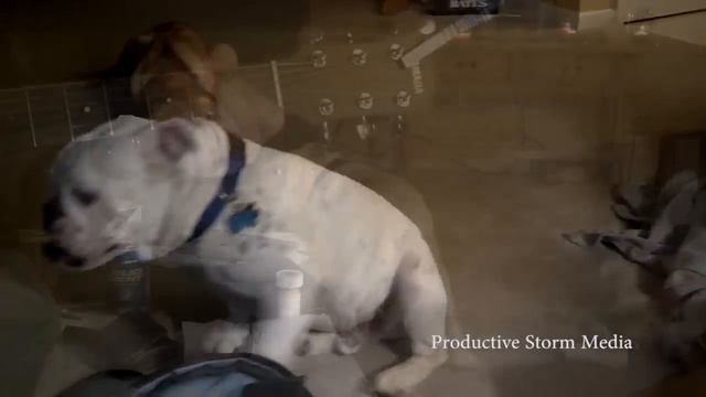 PSM: Dog Feelin' the Blues смотреть онлайн