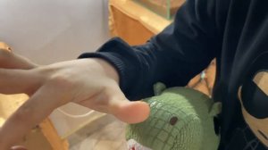 Живые пауки-гиганты в Махачкале ? Living giant spiders in Dagestan