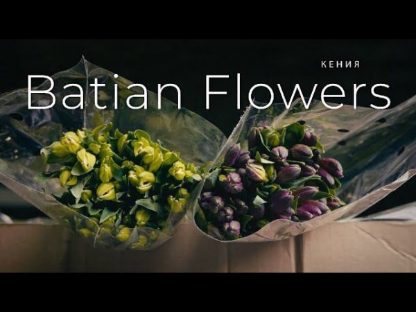 Альстромерия из Кении | Плантация Batian Flowers