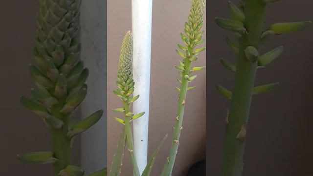 Como tirar a Palma (folha) da Babosa Aloe Vera e mostrando os pendões da floração!! 🥰🙏🌱 смотреть онлайн