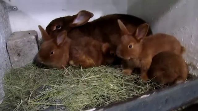 Кролики НЗК. Самка "1744" с крольчатами (28 дневные) смотреть онлайн