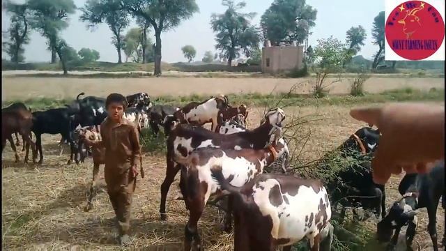 422| Home Made Digestion Powder For Goat Which help Goats in Gaining Weight Easily | Goat Farming смотреть онлайн
